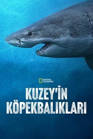 Kuzey'in Köpekbalıkları - Sharks of the North